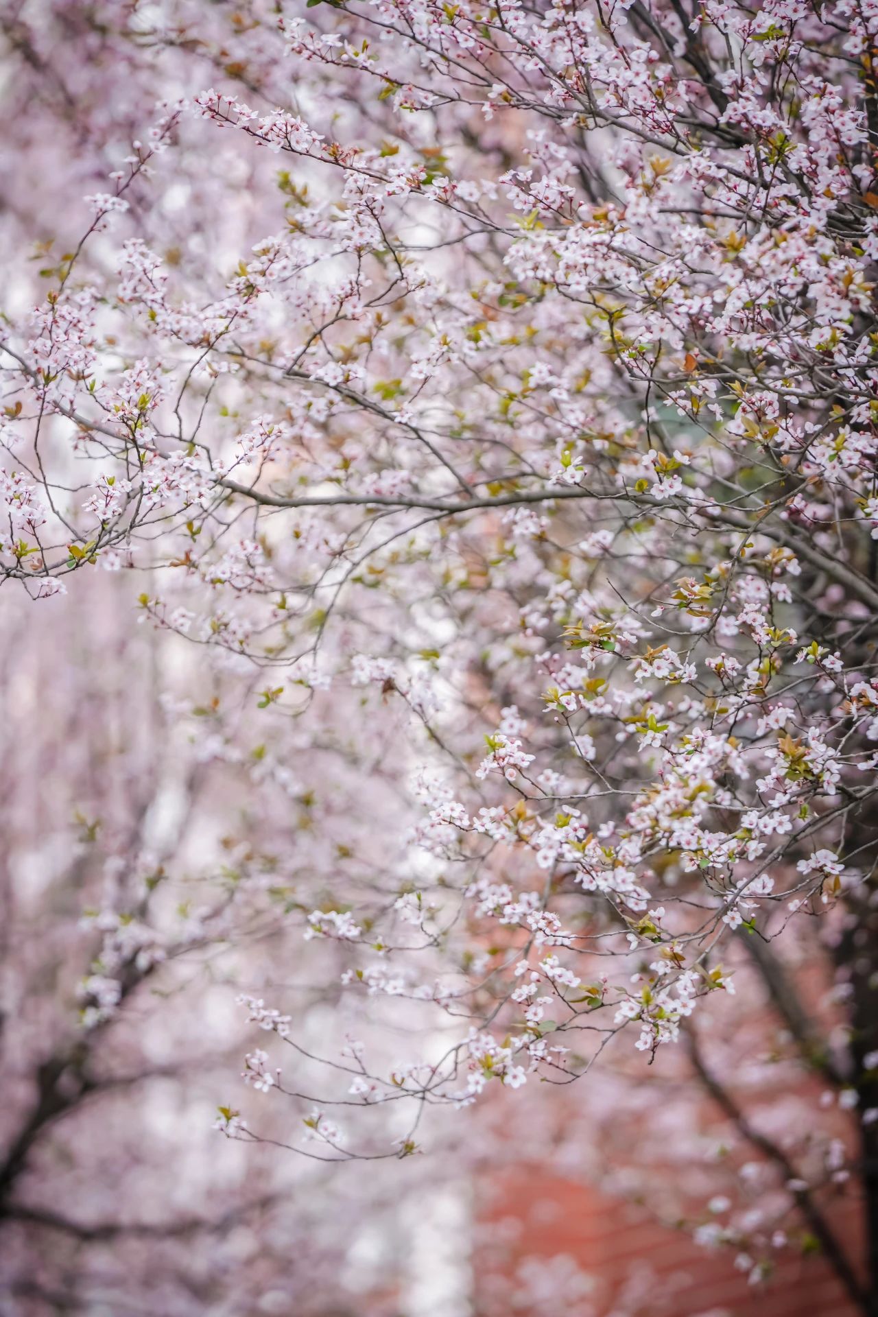 云南经济管理学院春季学期开学！ 第 9 张