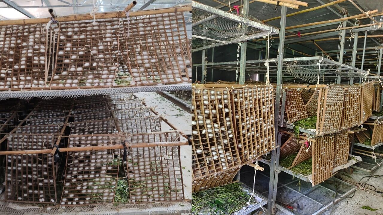 暑假社会实践 | 生态桑园绿意浓，“蚕”动绿色新经济--水源区固废变有机肥，麦地冲蚕丝织就国际路 第 6 张