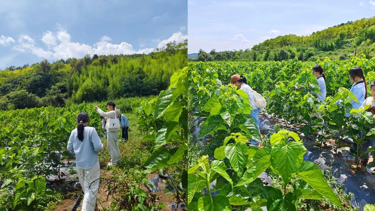 暑假社会实践 | 生态桑园绿意浓，“蚕”动绿色新经济--水源区固废变有机肥，麦地冲蚕丝织就国际路 第 4 张