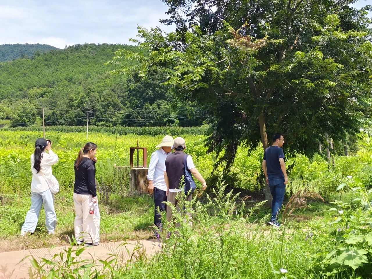 暑假社会实践 | 生态桑园绿意浓，“蚕”动绿色新经济--水源区固废变有机肥，麦地冲蚕丝织就国际路 第 2 张