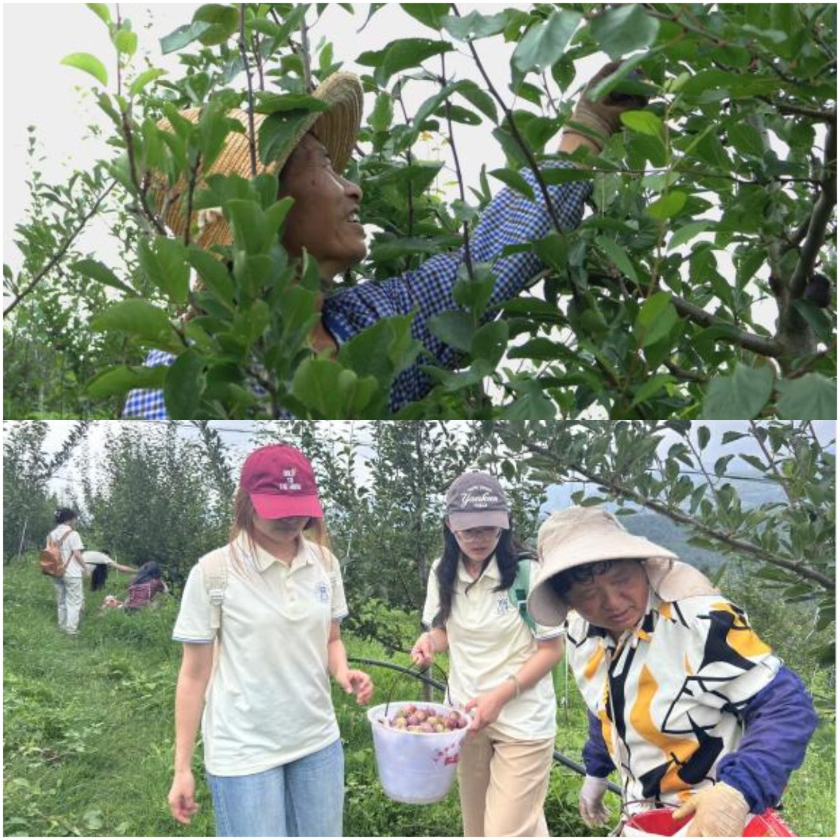 暑期社会实践|“梅”好乡村，果见活力 第 2 张