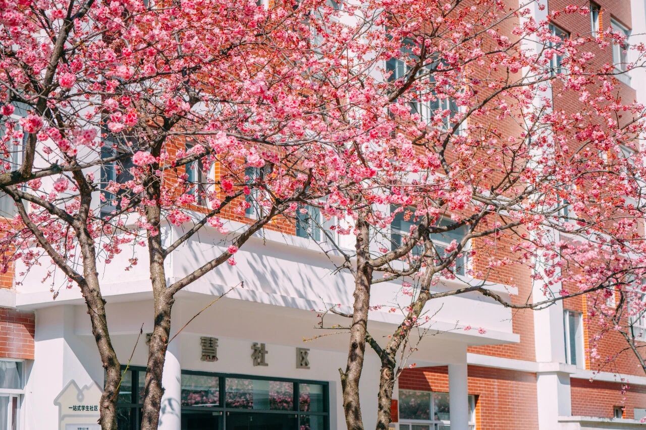 喜报！云经管“一站式”社区连续两年获评全国A级！ 第 24 张